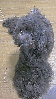 神奈川県大和市の小型犬専門トリミングサロンTenderのブログ