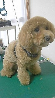 神奈川県大和市の小型犬専門トリミングサロンTenderのブログ