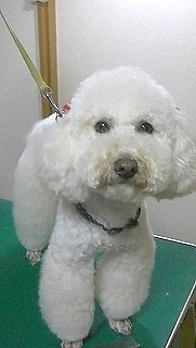 神奈川県大和市の小型犬専門トリミングサロンTenderのブログ