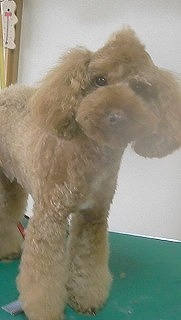 神奈川県大和市の小型犬専門トリミングサロンTenderのブログ