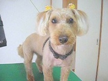 神奈川県大和市の小型犬専門トリミングサロンTenderのブログ