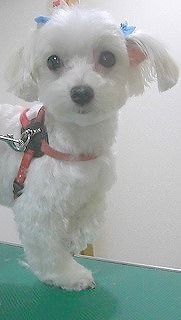 神奈川県大和市の小型犬専門トリミングサロンTenderのブログ