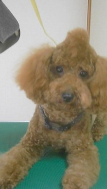 神奈川県大和市の小型犬専門トリミングサロンTenderのブログ