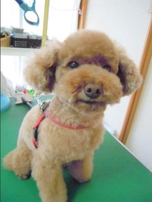 神奈川県大和市の小型犬専門トリミングサロンTenderのブログ