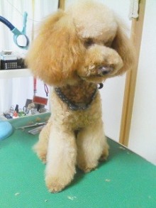 神奈川県大和市の小型犬専門トリミングサロンTenderのブログ