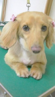 神奈川県大和市の小型犬専門トリミングサロンTenderのブログ