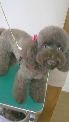 神奈川県大和市の小型犬専門トリミングサロンTenderのブログ