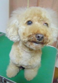 神奈川県大和市の小型犬専門トリミングサロンTenderのブログ