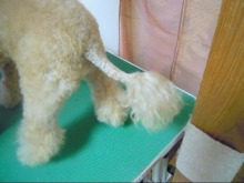 神奈川県大和市の小型犬専門トリミングサロンTenderのブログ