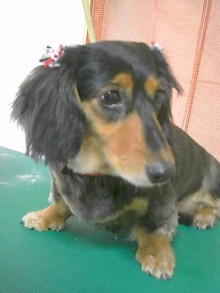 神奈川県大和市の小型犬専門トリミングサロンTenderのブログ