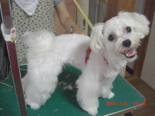 神奈川県大和市の小型犬専門トリミングサロンTenderのブログ