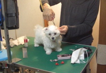 神奈川県大和市の小型犬専門トリミングサロンTenderのブログ
