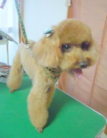 神奈川県大和市の小型犬専門トリミングサロンTenderのブログ