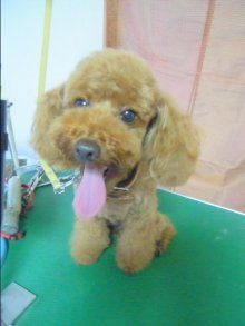 神奈川県大和市の小型犬専門トリミングサロンTenderのブログ