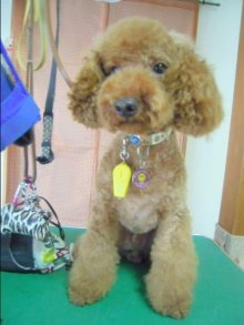 神奈川県大和市の小型犬専門トリミングサロンTenderのブログ