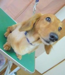 神奈川県大和市の小型犬専門トリミングサロンTenderのブログ