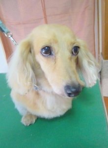 神奈川県大和市の小型犬専門トリミングサロンTenderのブログ