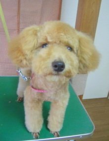 神奈川県大和市の小型犬専門トリミングサロンTenderのブログ