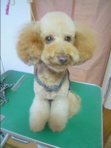 神奈川県大和市の小型犬専門トリミングサロンTenderのブログ