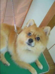 神奈川県大和市の小型犬専門トリミングサロンTenderのブログ