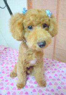 神奈川県大和市の小型犬専門トリミングサロンTenderのブログ