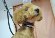 神奈川県大和市の小型犬専門トリミングサロンTenderのブログ