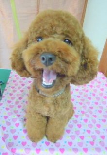 神奈川県大和市の小型犬専門トリミングサロンTenderのブログ