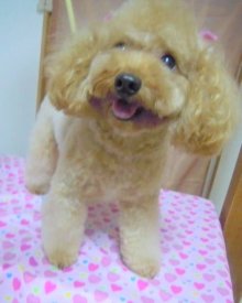 神奈川県大和市の小型犬専門トリミングサロンTenderのブログ