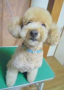 神奈川県大和市の小型犬専門トリミングサロンTenderのブログ