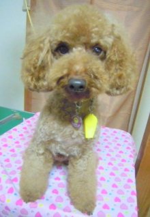 神奈川県大和市の小型犬専門トリミングサロンTenderのブログ