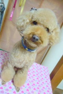 神奈川県大和市の小型犬専門トリミングサロンTenderのブログ