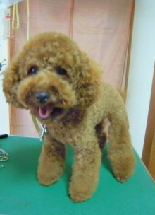 神奈川県大和市の小型犬専門トリミングサロンTenderのブログ