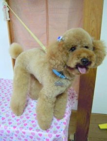 神奈川県大和市の小型犬専門トリミングサロンTenderのブログ