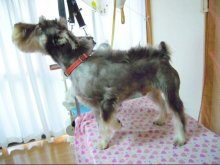 神奈川県大和市の小型犬専門トリミングサロンTenderのブログ