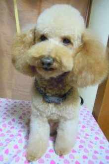 神奈川県大和市の小型犬専門トリミングサロンTenderのブログ