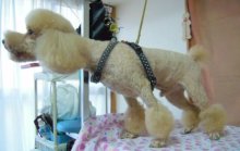 神奈川県大和市の小型犬専門トリミングサロンTenderのブログ