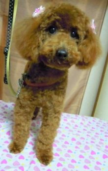 神奈川県大和市の小型犬専門トリミングサロンTenderのブログ