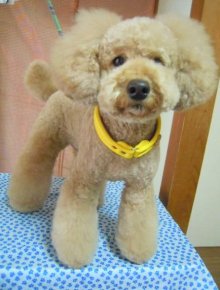 神奈川県大和市の小型犬専門トリミングサロンTenderのブログ