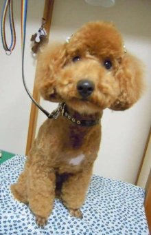 神奈川県大和市の小型犬専門トリミングサロンTenderのブログ