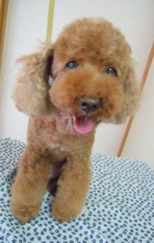 神奈川県大和市の小型犬専門トリミングサロンTenderのブログ