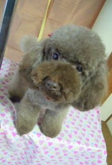 神奈川県大和市の小型犬専門トリミングサロンTenderのブログ