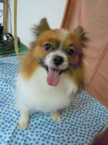 神奈川県大和市の小型犬専門トリミングサロンTenderのブログ