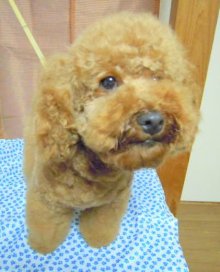 神奈川県大和市の小型犬専門トリミングサロンTenderのブログ