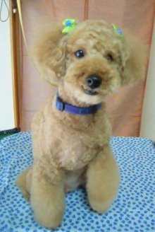 神奈川県大和市の小型犬専門トリミングサロンTenderのブログ