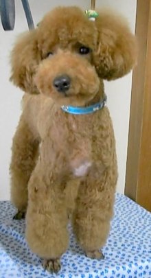 神奈川県大和市の小型犬専門トリミングサロンTenderのブログ