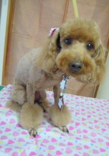 神奈川県大和市の小型犬専門トリミングサロンTenderのブログ