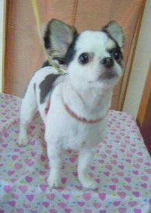 神奈川県大和市の小型犬専門トリミングサロンTenderのブログ