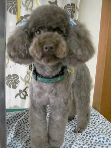 神奈川県大和市の小型犬専門トリミングサロンTenderのブログ