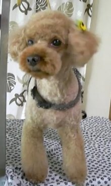 神奈川県大和市の小型犬専門トリミングサロンTenderのブログ