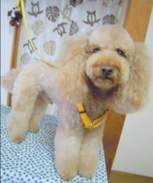 神奈川県大和市の小型犬専門トリミングサロンTenderのブログ